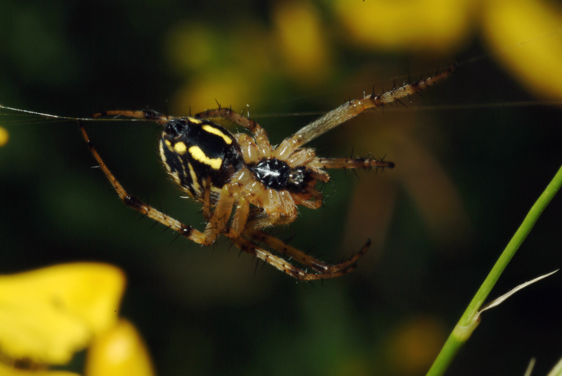 Neoscona adianta